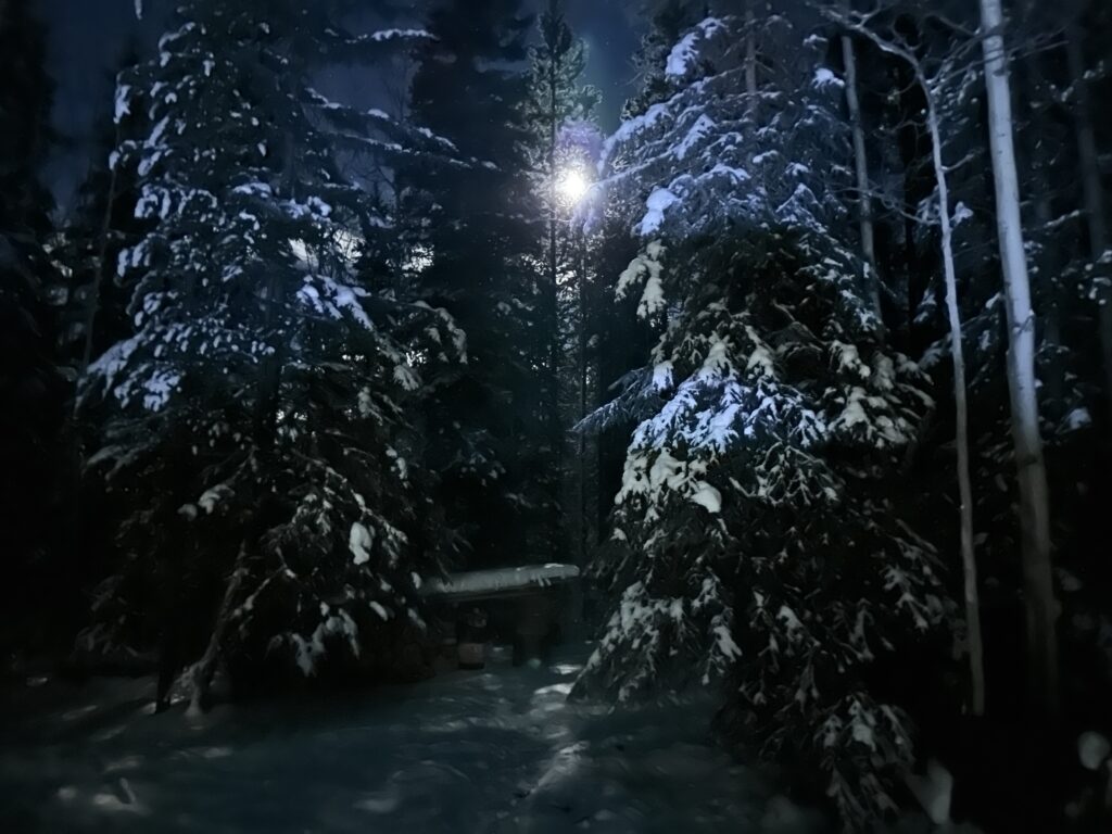 Tātl'ā Winter moon through the trees