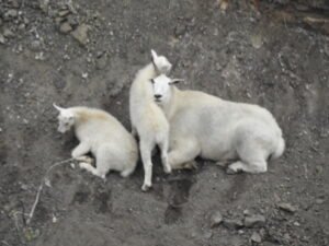 Mountain goats near Dease Lake