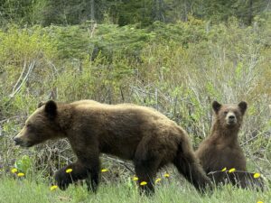Young grizzlies on Highway 37. Find Dease Lake accommodations and enjoy the wildlife