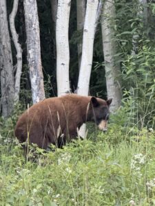 Cinnamon colour black bear along Telegraph Creek road (Highway 51)